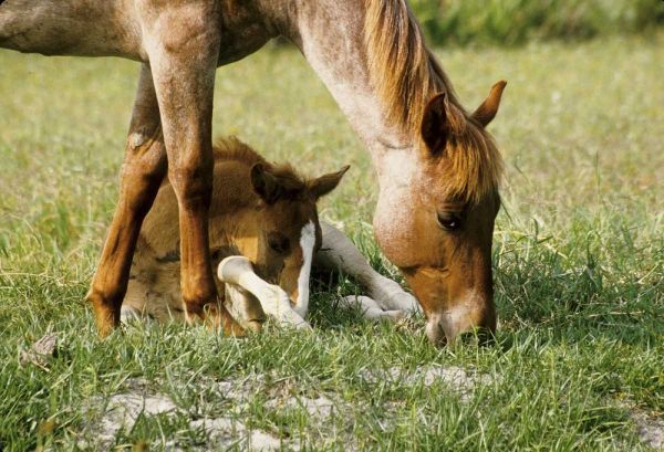 USA, Florida Close-up of mare and foal